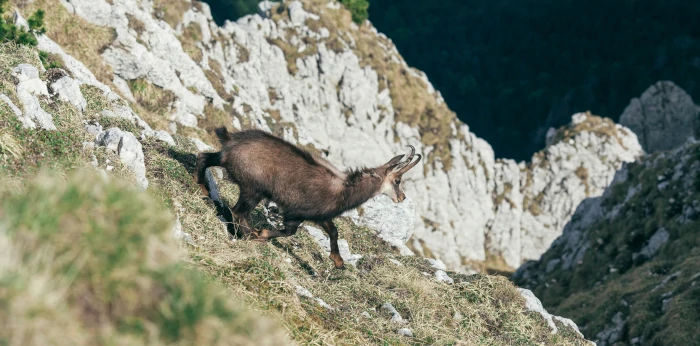 game species in otago