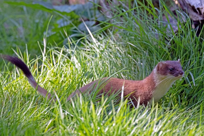 stoat update for hunting in the blue mountains